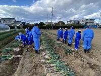 ネギの収穫・選別