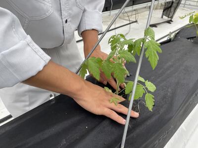 ポリエステル媒地に定植している様子